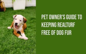 dog owner's guide to keeping realturf usa free of dog fur
