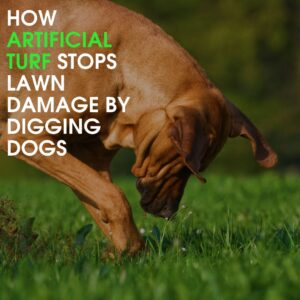 How Chicago Artificial Turf Stops Lawn Damage By Digging Dogs