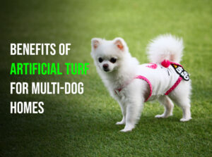 Benefits of Artificial Turf for Multi-Dog Homes