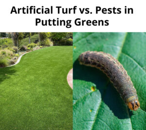 Artificial Turf vs. Pests in Putting Greens