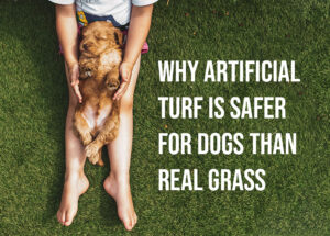 Why Artificial Turf is Safer for Dogs than Real Grass