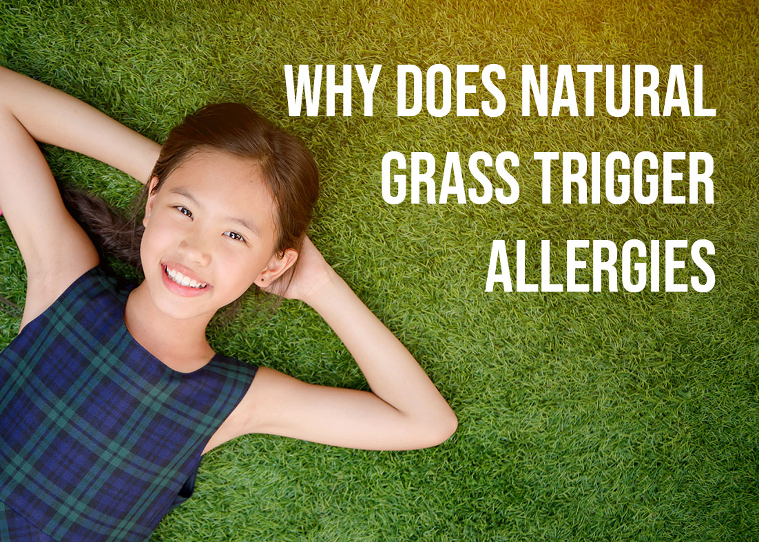 Why Does Natural Grass Trigger Allergies