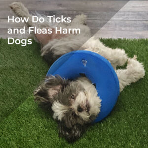 How Do Ticks and Fleas Harm Dogs-RT artificial grass