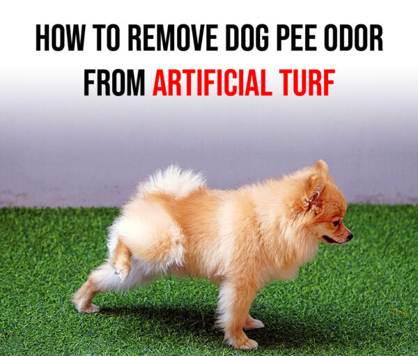 Removing the Odor of Dog Urine from RealTurf Artificial Turf Realturf USA