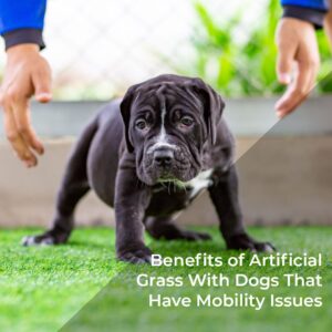 Benefits of Artificial Grass With Dogs That Have Mobility Issues-realturf 3