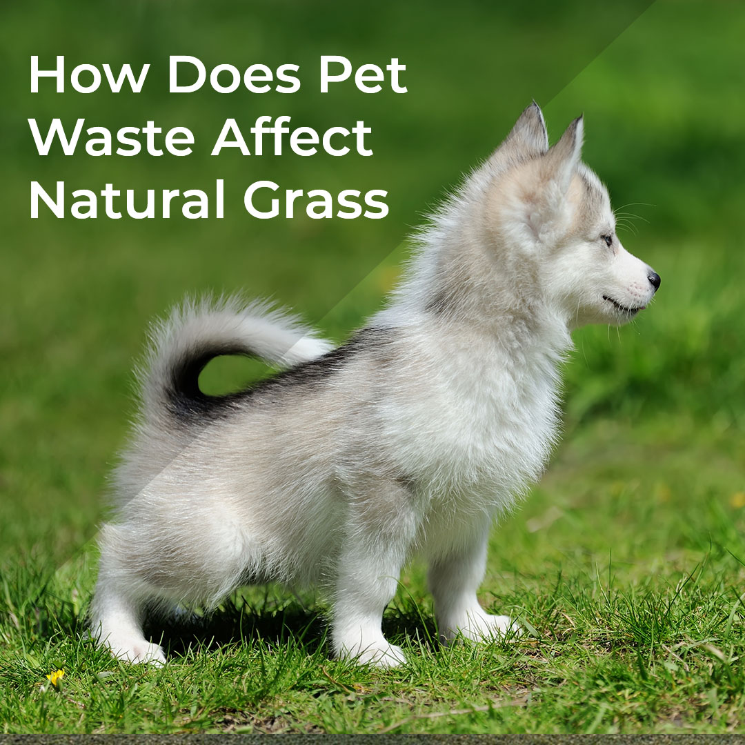 How Does Pet Waste Affect Natural Grass - Artificial Grass RealTurf USA