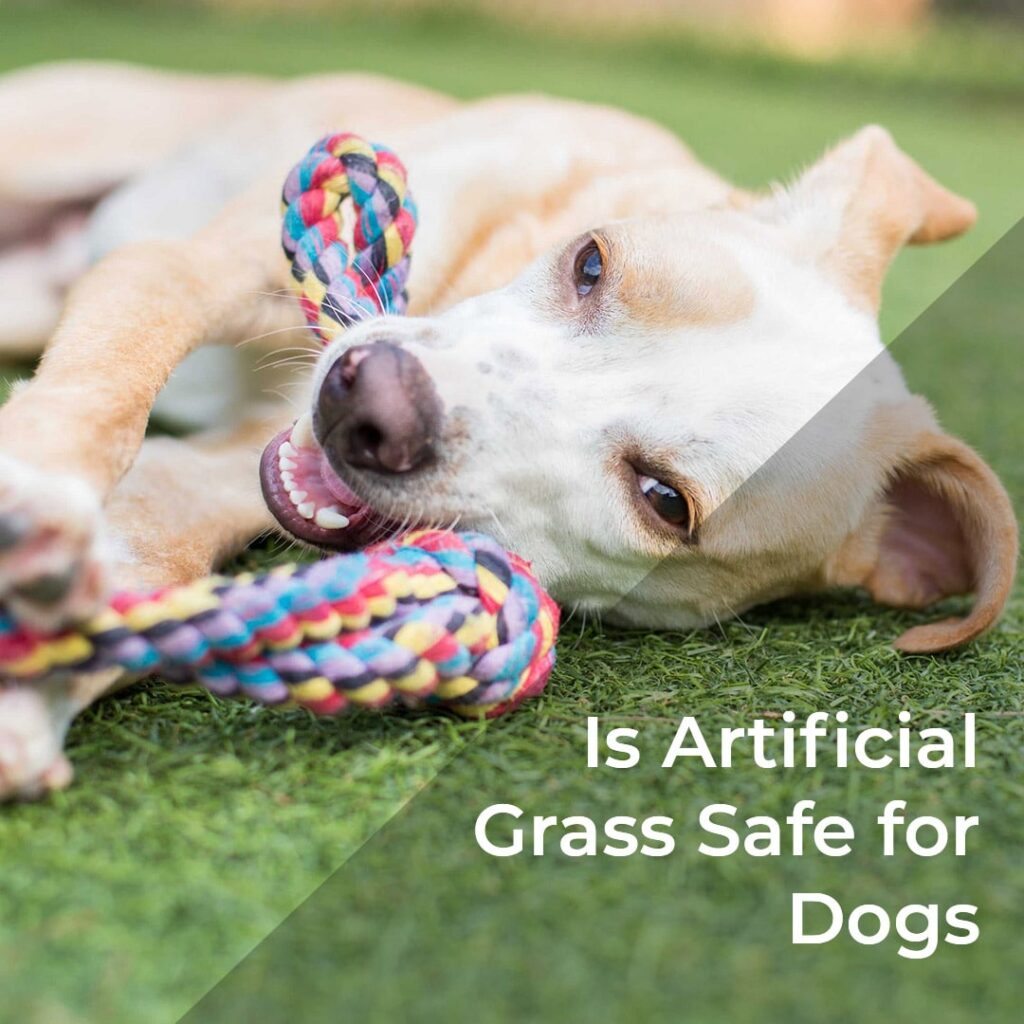 Is Artificial Grass Safe for Dogs - realturf 1