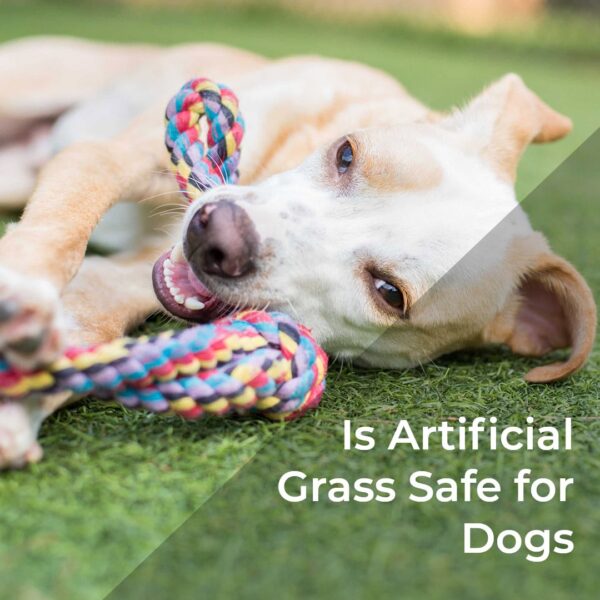Is Artificial Grass Safe for Dogs?