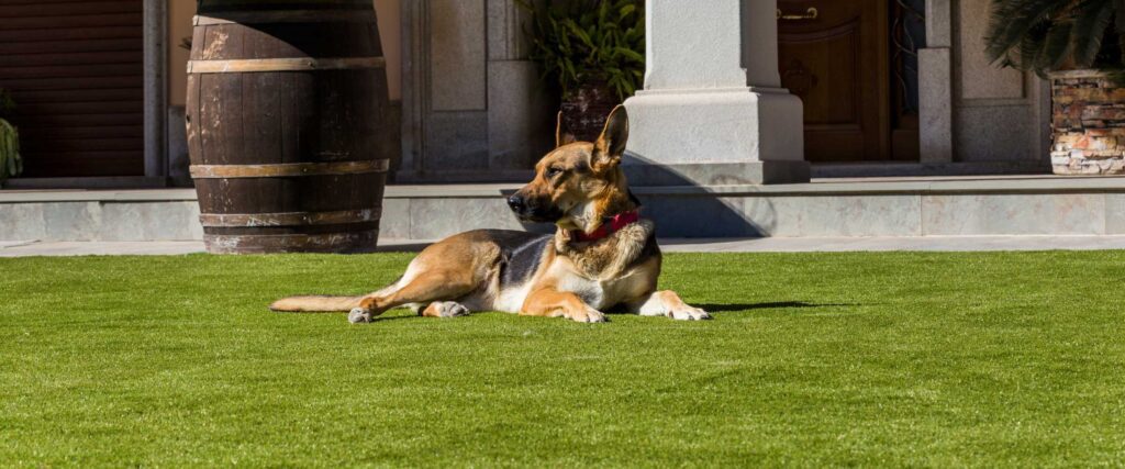 Pets-Artificial Turf Application
